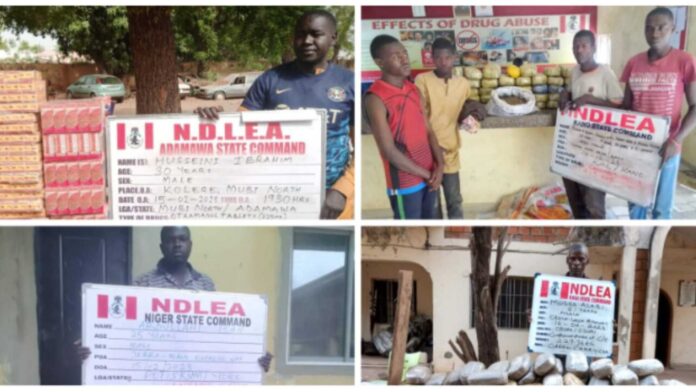 Ndlea Drug Seizure In Adamawa