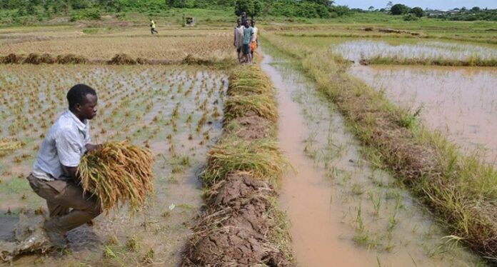 Anambra Rice Farming Partnership