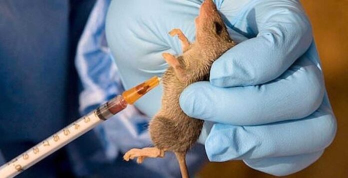 Benue State Lassa Fever Outbreak