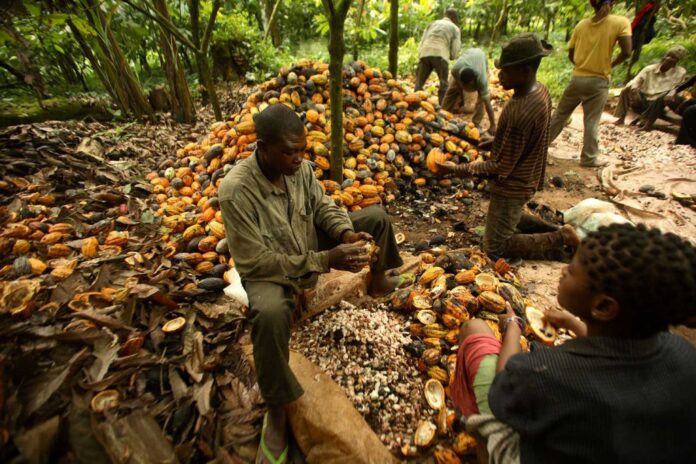 Cocoa Farmers Nigeria