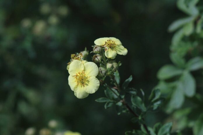 Euphorbia Heterophylla Plant