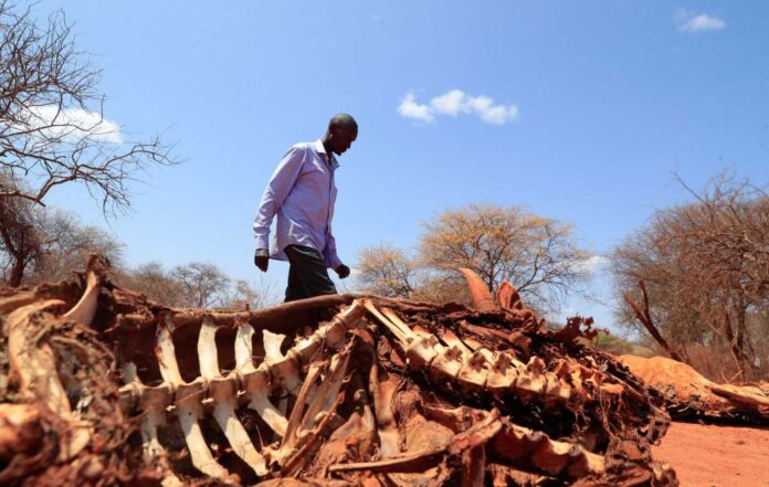 Kenya Drought Situation Livestock Dead