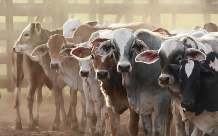 Nigeria Livestock Sector Growth