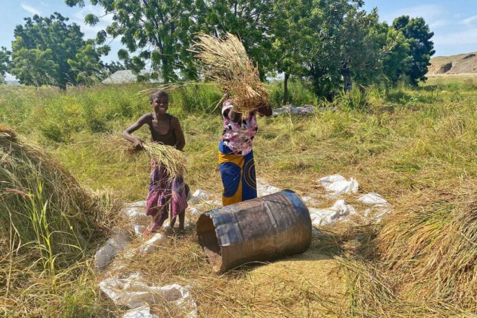 Nigerian Farmers In Distress
