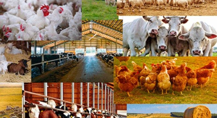 Nigerian Livestock Development