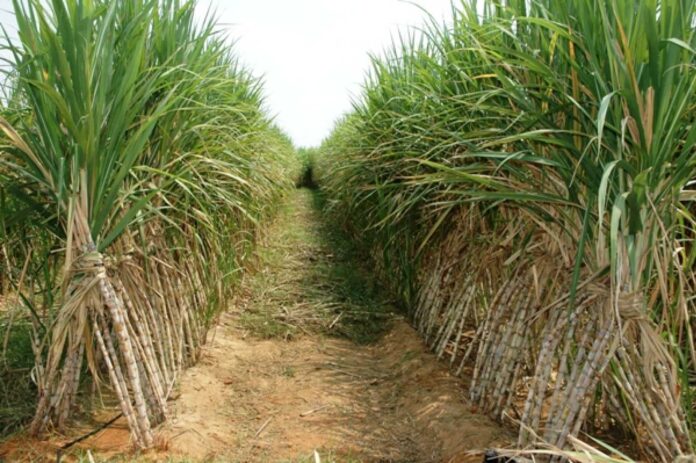 Nigerian Sugar Plantation