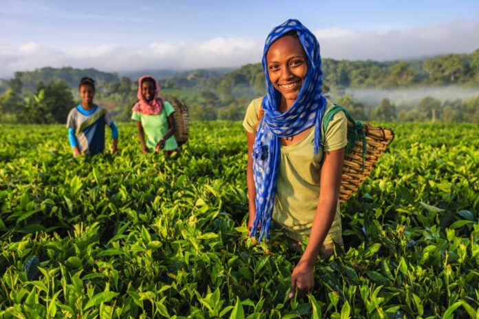 Youth Agribusiness Collaboration Nigeria