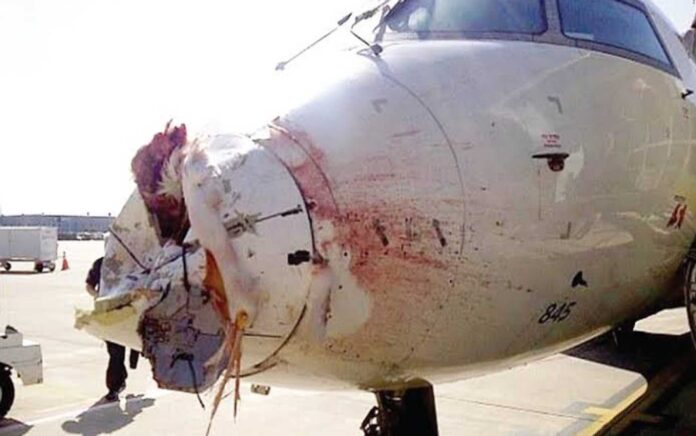 Bird Strike Aircraft Incident Nigeria