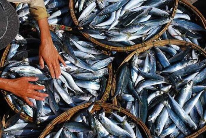 Fish Import Licensing Nigeria