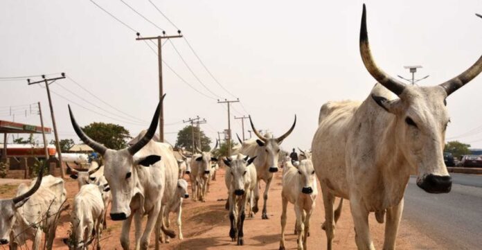 Katsina Police Cattle Rustling Recovery