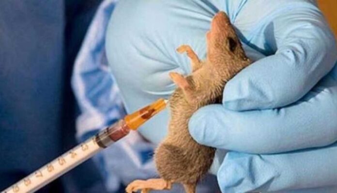 Lassa Fever Outbreak Benue State