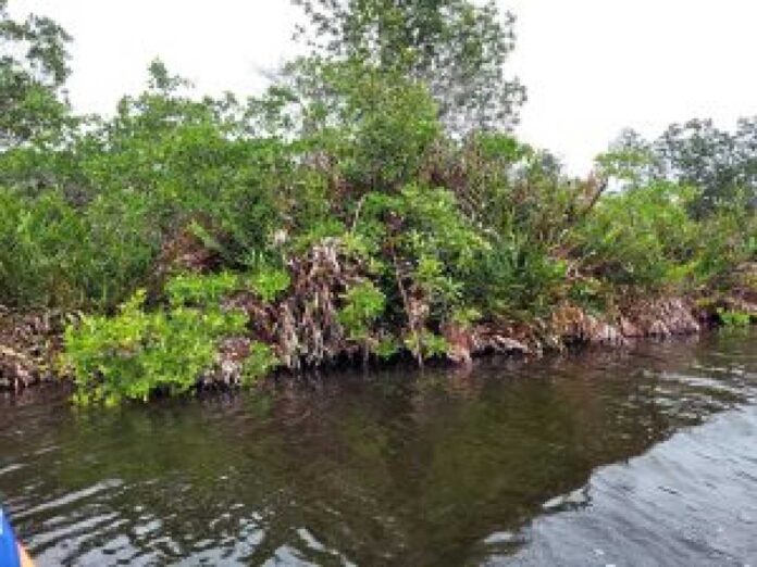 Liberia Mangrove Planting