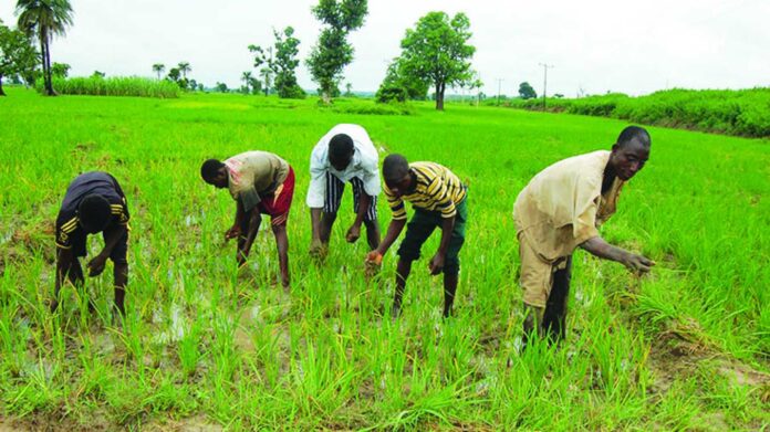 Nigerian Farmers Working In The Field