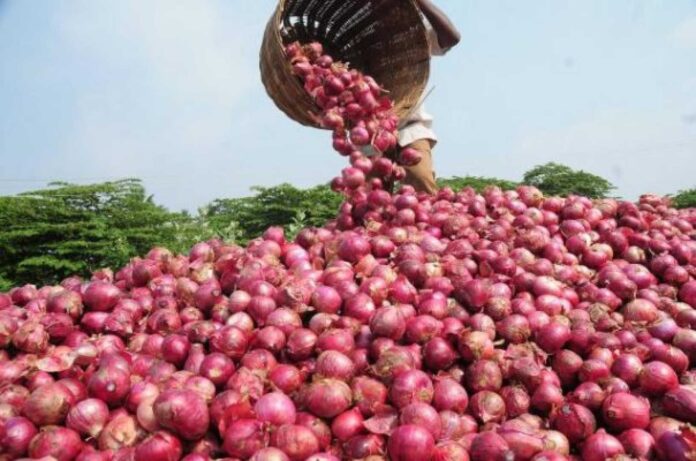 Nigerian Onion Farm Production