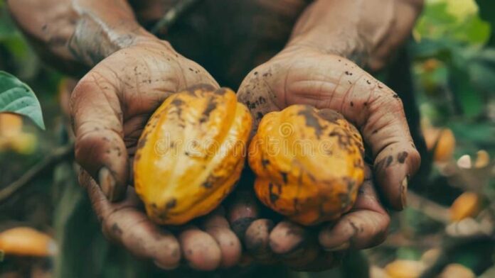 Nigerian Cocoa Farmer Holding Cocoa Pods