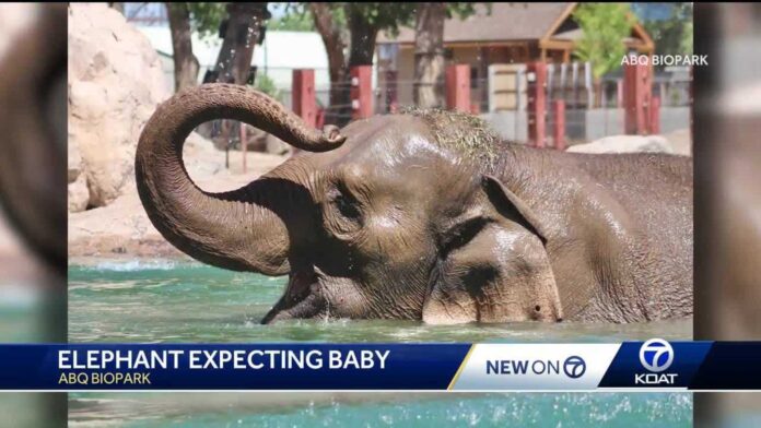 Alice The Asian Elephant At Abq Biopark